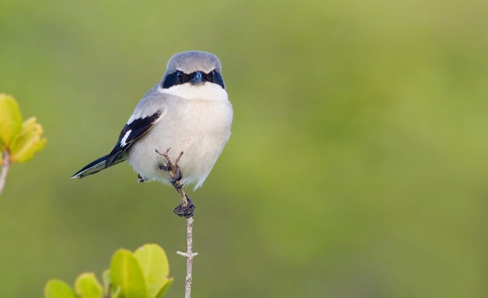 For the Birds