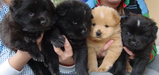 A Backward Glance for the Richmond SPCA
