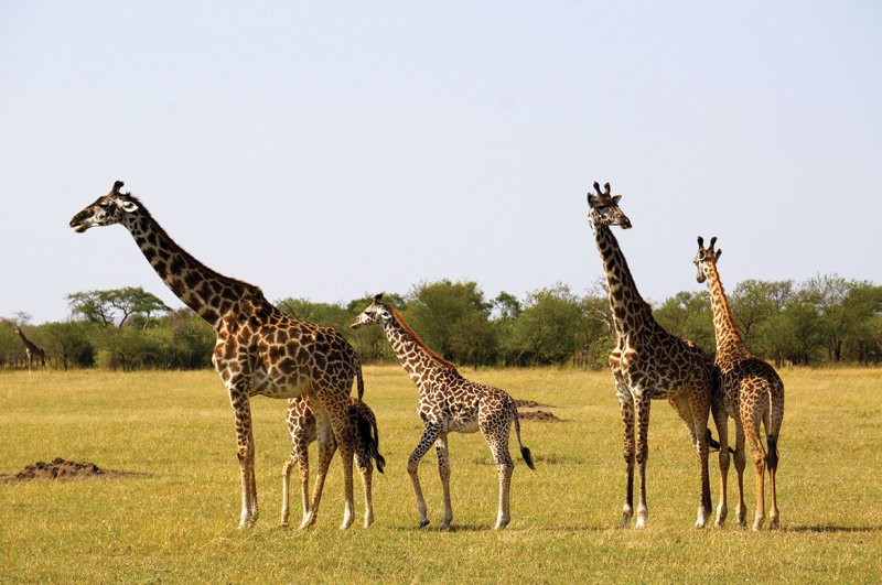 African Rhapsody