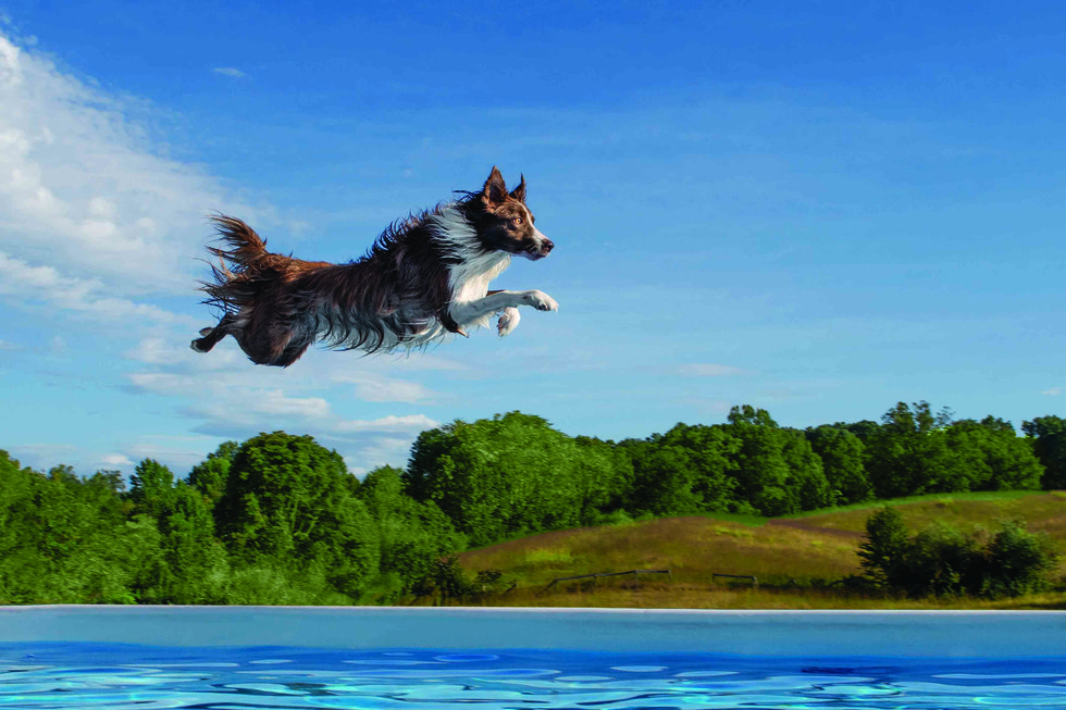 In Praise of Pets