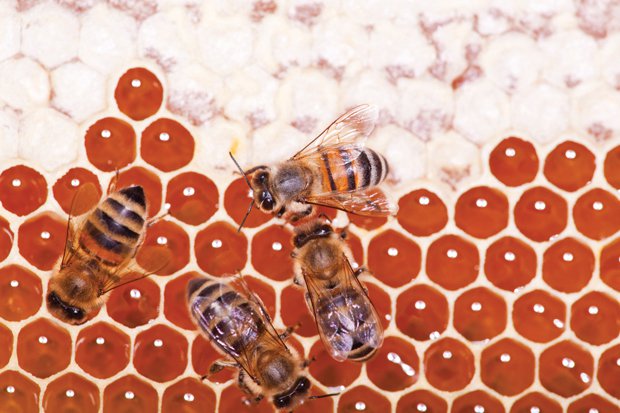 The Latest Buzz